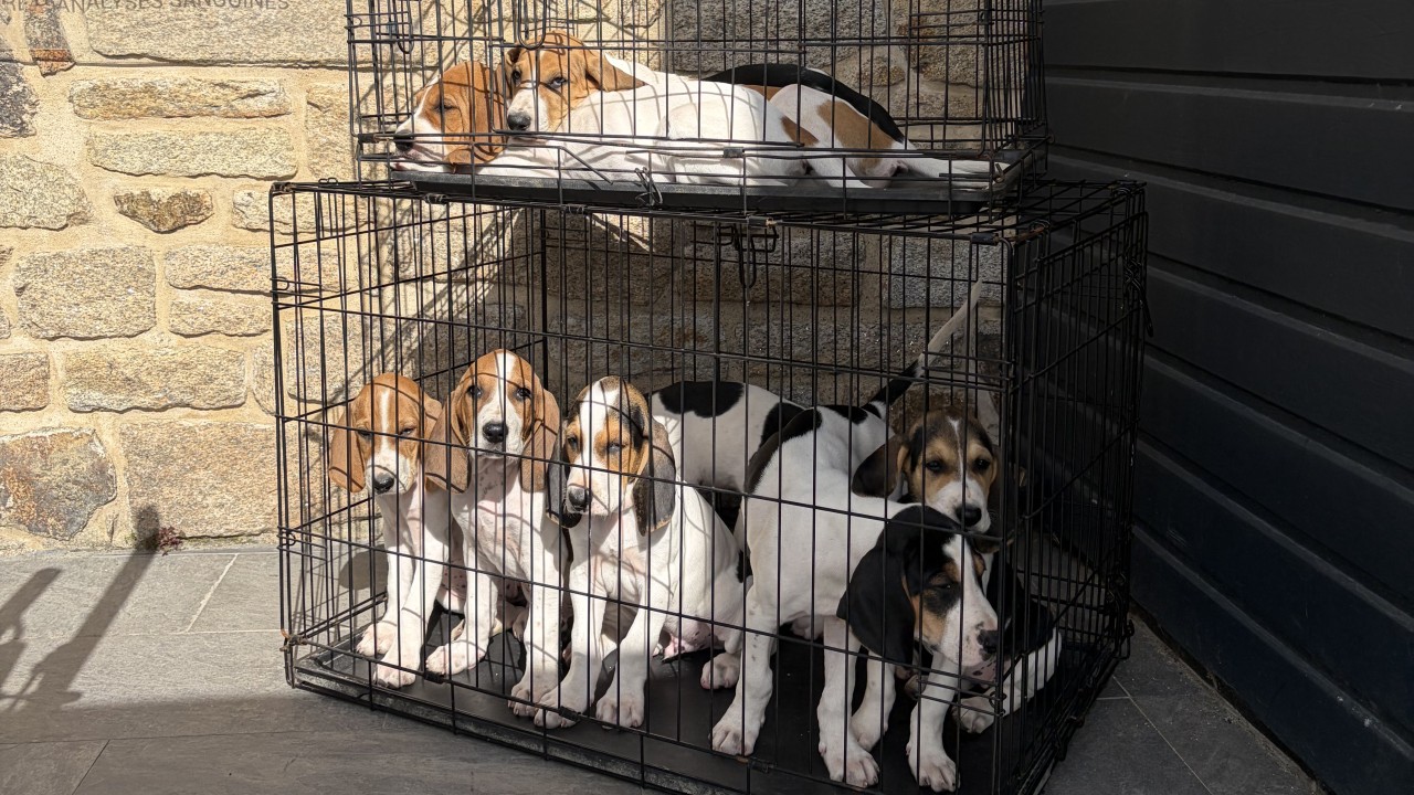 Portée de 9 chiots